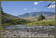 Bald Eagle at fast flowing river